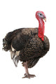 Turkey Wall Decal