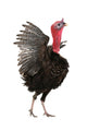 Turkey 