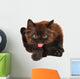Cute Black Small Kitten Isolated 