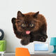 Cute Black Small Kitten Isolated 