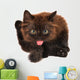 Cute Black Small Kitten Isolated 