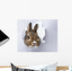 little rabbit looks through a hole in paper 