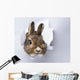 little rabbit looks through a hole in paper 