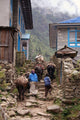 himalayan yak Wall Mural