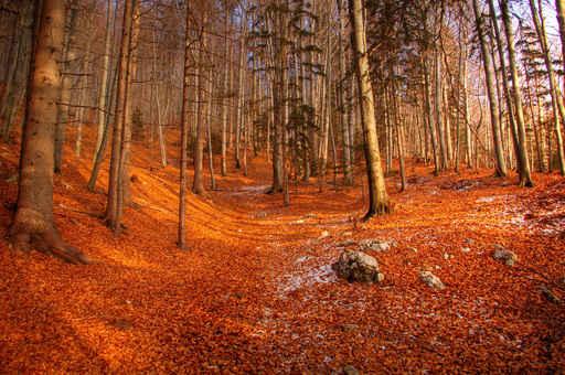 Orange Leaves Wall Decal