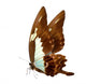 butterfly macro background Wall Mural