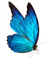 butterfly macro background Wall Decal