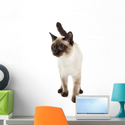 Siamese Cat Wall Decal shown on a wall
