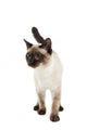 Siamese Cat Wall Decal