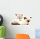 Two Cute Kittens Sleeping Wall Decal