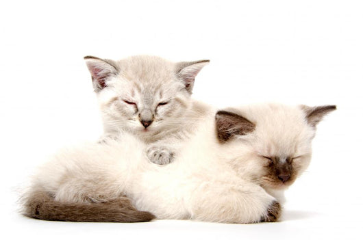 Two Cute Kittens Sleeping Wall Decal