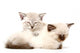 Two Cute Kittens Sleeping Wall Decal