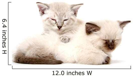 Two Cute Kittens Sleeping Wall Decal