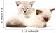 Two Cute Kittens Sleeping Wall Decal