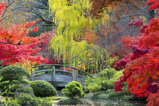 Moon Bridge in the Japanese Gardens 