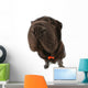 Black Sharpei  Wall Mural