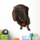 Black Sharpei  Wall Mural