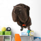 Black Sharpei  Wall Mural