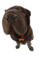 Black Sharpei  Wall Mural