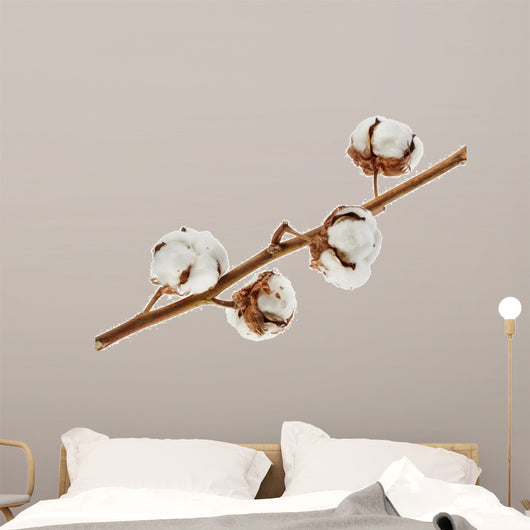 Cotton isolated on white 
