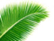 Coconut Palm Leaf Wall Decal