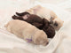 three labrador retriever puppies 