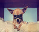 Cute Chihuahua Blanket with Wall Decal