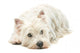 West Highland White Terrier Wall Decal