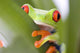 frog macro - a red-eyed tree frog (Agalychnis callidryas) 