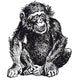 Chimpanzee 