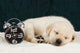 Labrador Puppy Sleeping Blanket Wall Decal