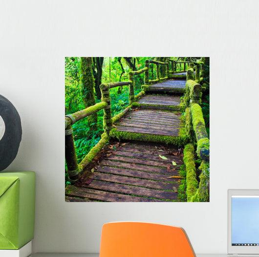 Path in the tropical rain forest 