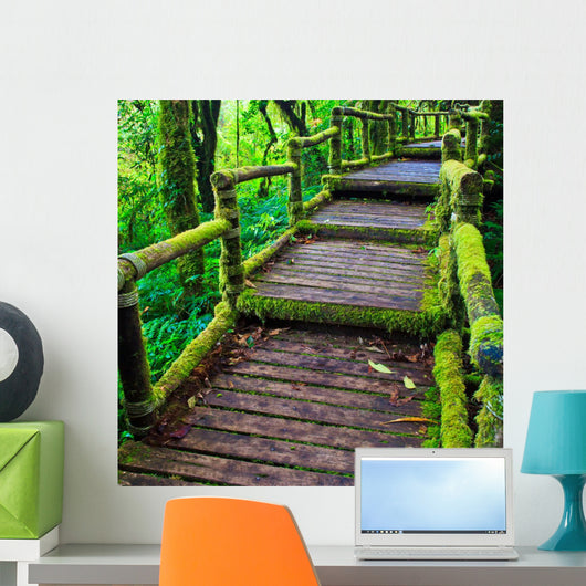 Path in the tropical rain forest 