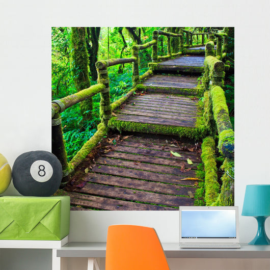 Path in the tropical rain forest 