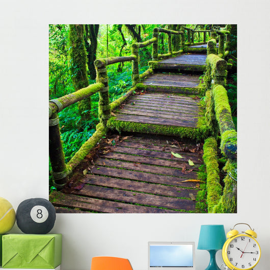 Path in the tropical rain forest 