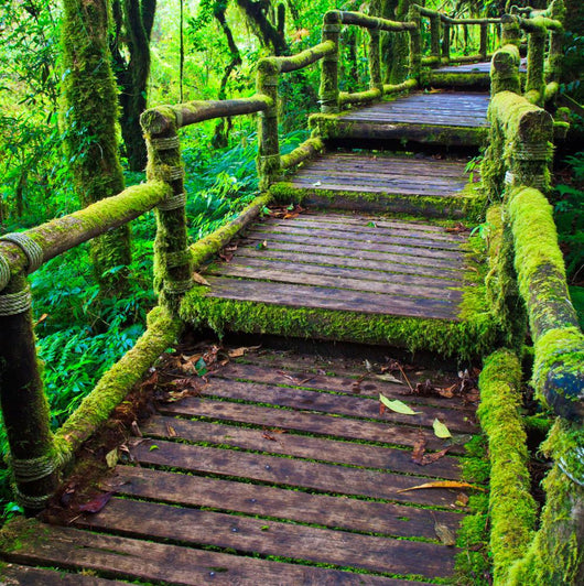 Path in the tropical rain forest 