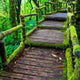 Path in the tropical rain forest 