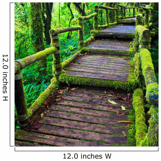 Path in the tropical rain forest 