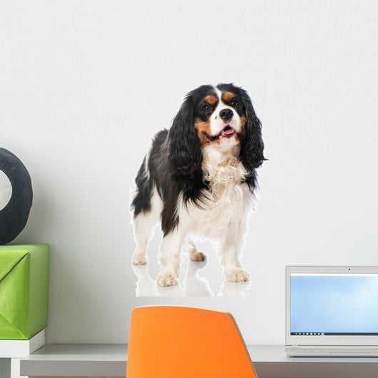 Cavalier King Charles Spaniel 