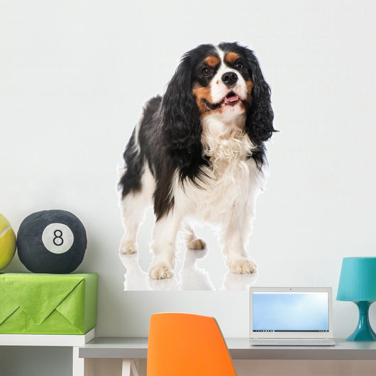 Cavalier King Charles Spaniel 