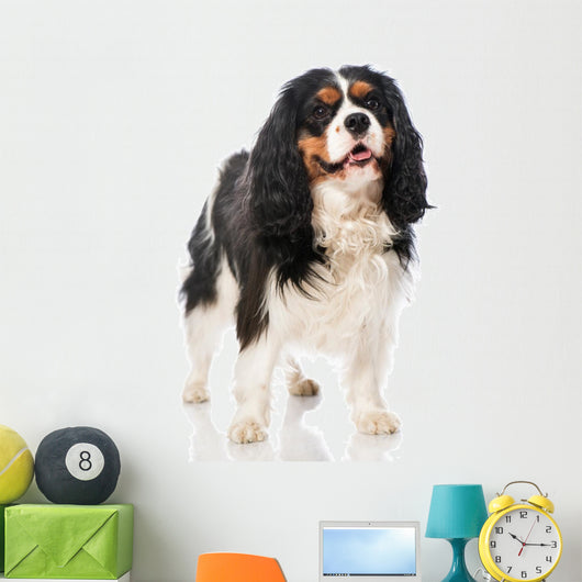 Cavalier King Charles Spaniel 