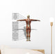 Human Man Anatomical Muscles Wall Mural