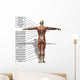 Human Man Anatomical Muscles Wall Mural