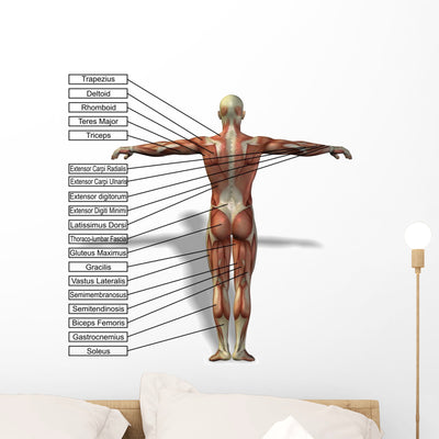 Human Man Anatomical Muscles Wall Mural shown on a wall