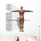 Human Man Anatomical Muscles Wall Mural