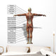 Human Man Anatomical Muscles Wall Mural