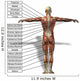 Human Man Anatomical Muscles Wall Mural