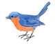 Little Bird Blue Orange 