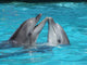 Dolphins 