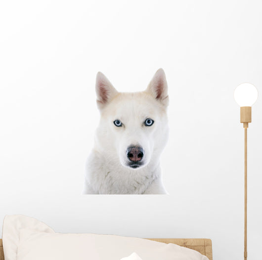 siberian husky 